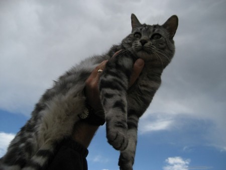 The Immaculate Kitty, 2008 in Del Norte CO