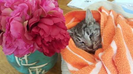 Tinka Nov. 18, 2005-Nov. 17, 2015